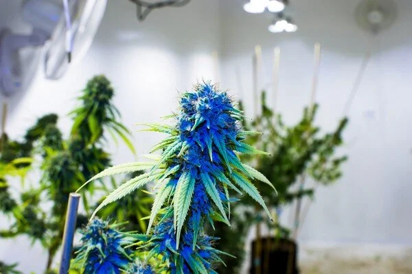 weed strains